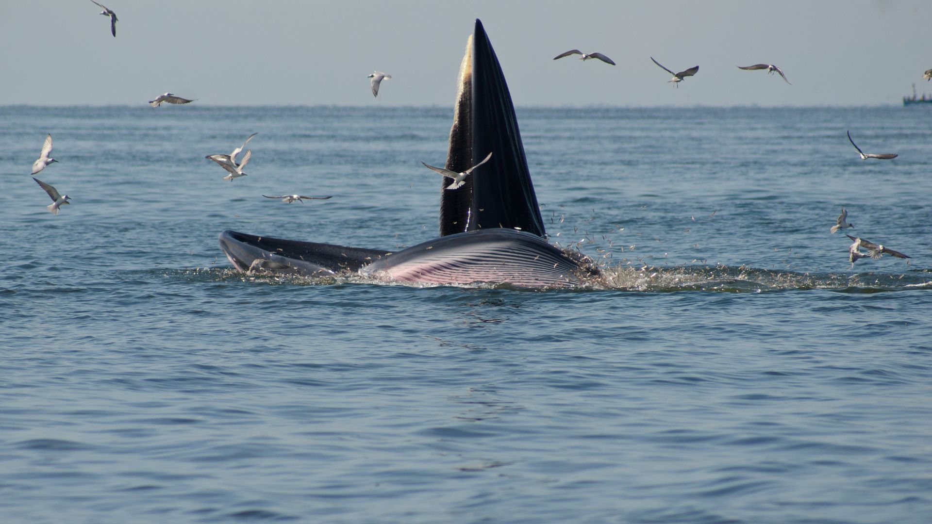 A whale's mouth just hanging open above the surface letting fish swim in so it can eat them