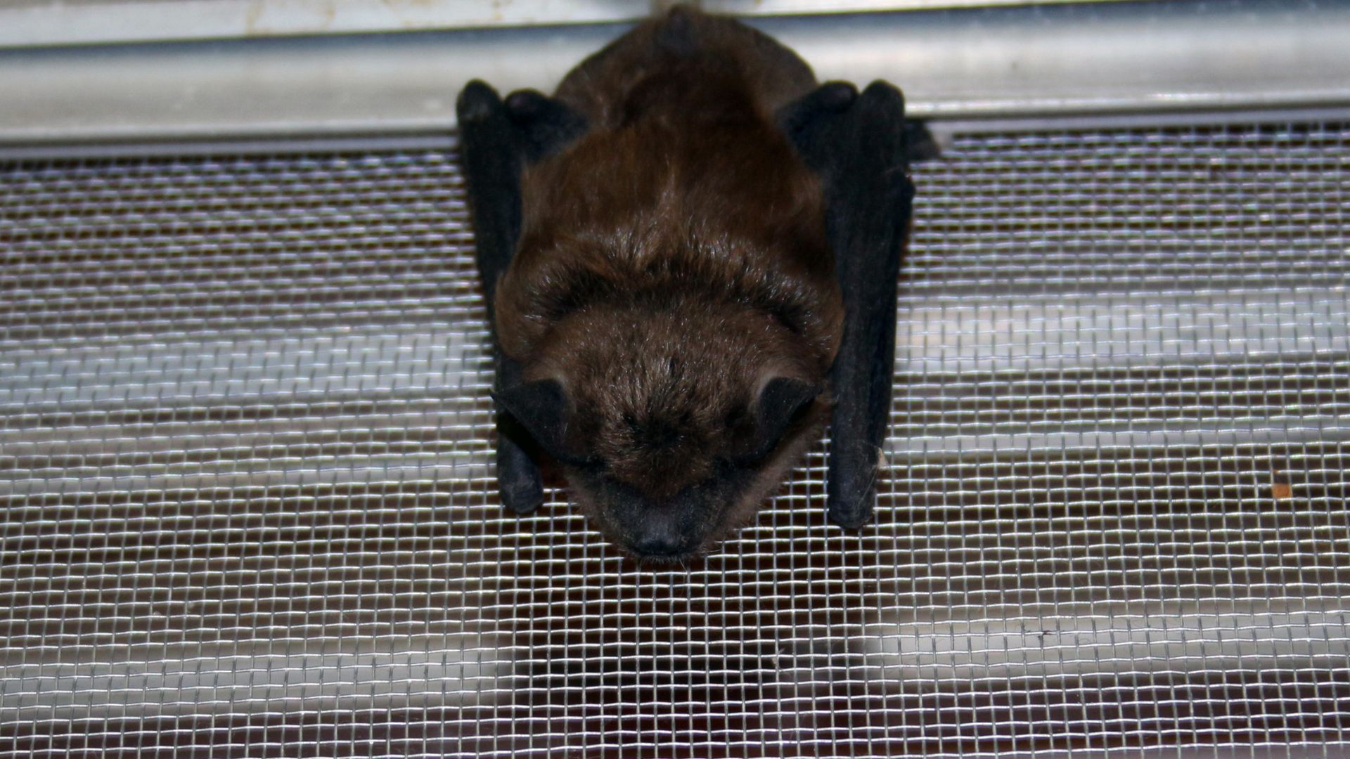 Close view of a brown bat hanging from a window screen