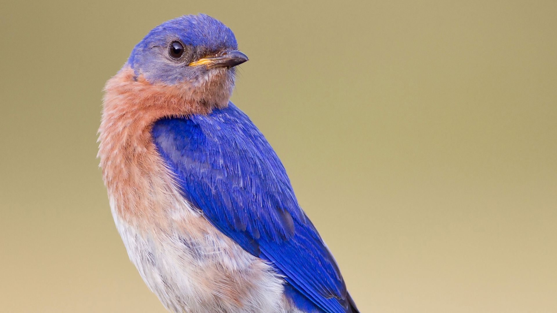 An eastern bluebird looking back at the camera in a pose a model would be jealous of