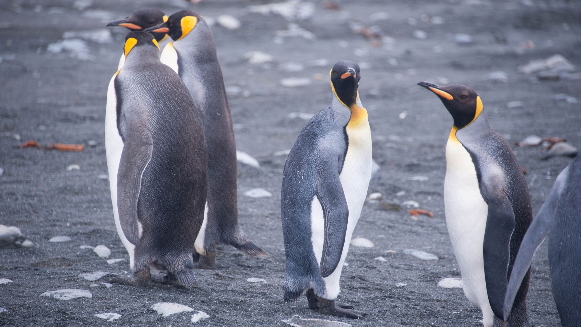 A group of king penguins waddling about. Fun fact: A group of penguins is called a waddle!