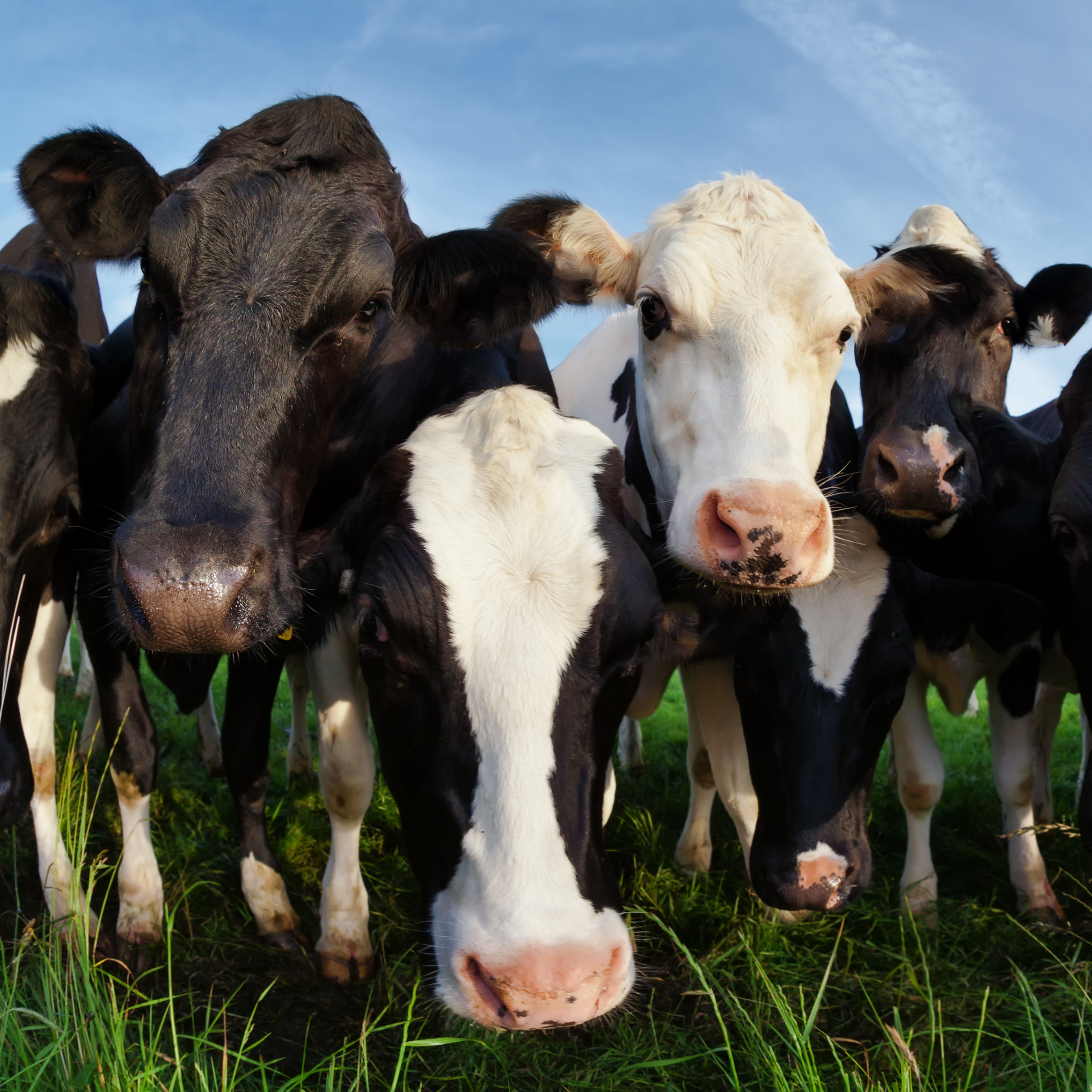 Cows on a pasture beneath a blue sky.