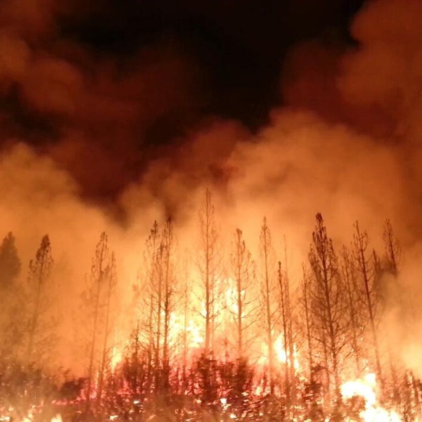 A forest fire