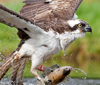 bird of prey