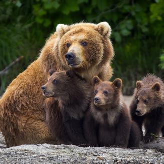 A brown bear and her three cubs