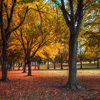 Trees with autumnal leaves in a park