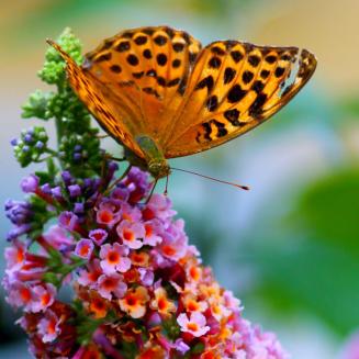 A regal fritillary butterfly on a flower