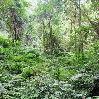 A lush forest now more likely to be protected thanks to COP27