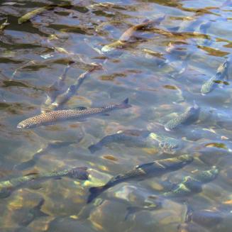 A school of trout swimming in a stream