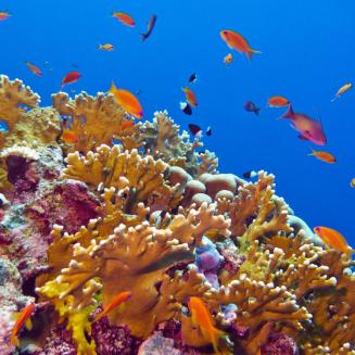 Fish swimming around a coral reef