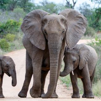 A big ole elephant and two smaller elephants, which are still big compared to like a person because wow elephants are big, walk down the road