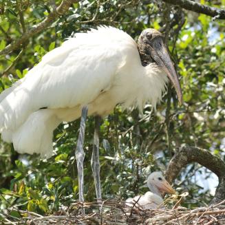 A wood stork, which is a big white bird, in its nest with a baby wood stork at its feet