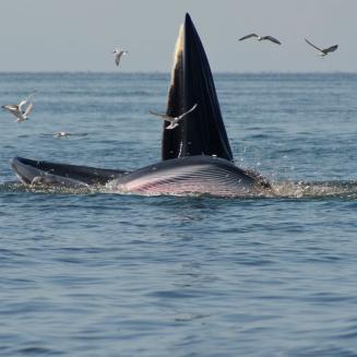 A whale's mouth just hanging open above the surface letting fish swim in so it can eat them