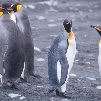 A group of king penguins waddling about. Fun fact: A group of penguins is called a waddle!
