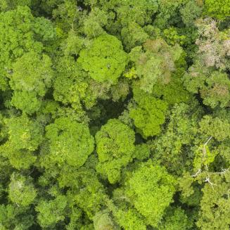 Aerial view of a green rainforest foliage, Congo Basin. Odzala National Park, Republic of Congo.