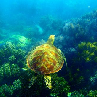 Sea Turtle on the Great Barrier Reef