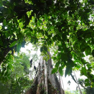 A towering tree viewed from below.