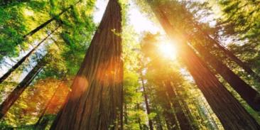 View of trees in forest looking up