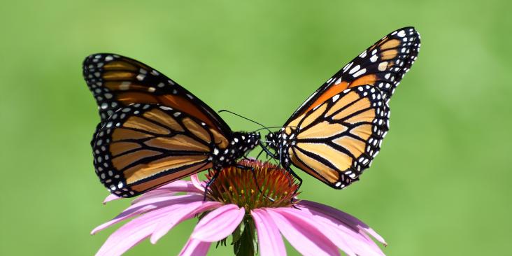 Two monarch butterflies perched on a coneflower