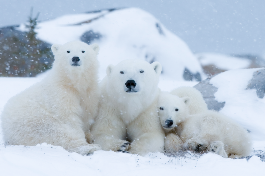 A family of polar bears