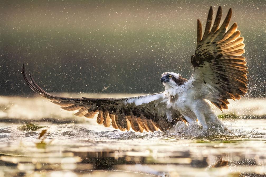Osprey fishing