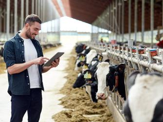Man looking at iPad doing a dairy report on a line of cows