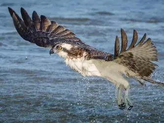Eagle