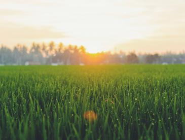 Grasslands with sun in background