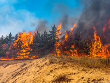 Trees on fire on a ridge