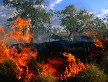 Close view of a fire burning in vegetation, with blue sky visible in the background