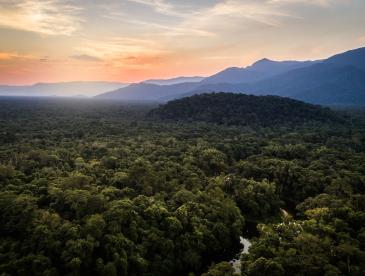 Overhead view of forest in Brazil.