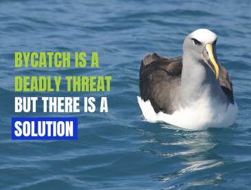 A seabird on water, next to the words, "Bycatch is a deadly threat but there is a solution"