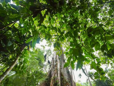 Tree canopy, viewed from below.
