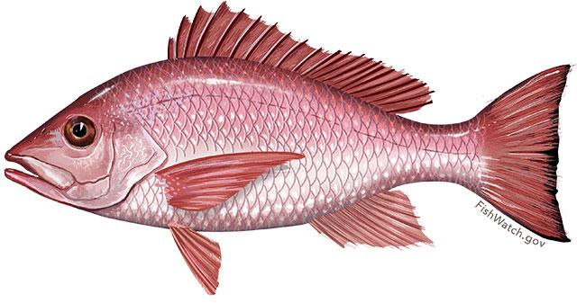 Red snapper illustration