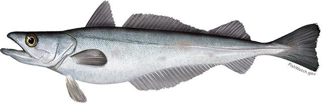 Silver hake illustration