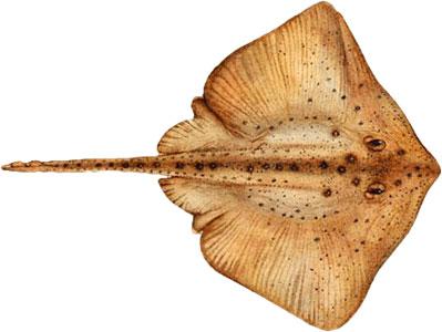 Longnose skate