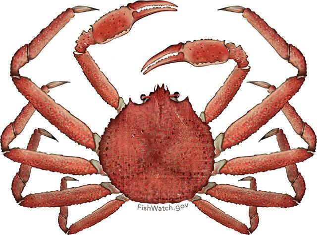 Alaskan snow crab illustration