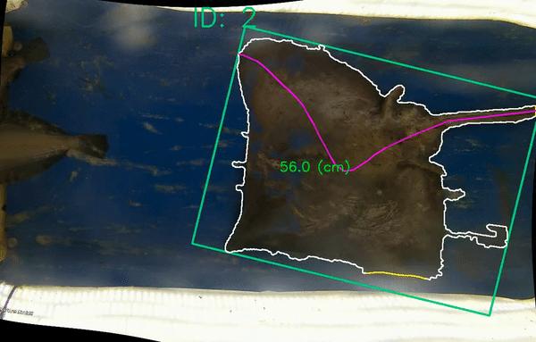 Cameras equipped with AI are used on a groundfish trawl fishing vessel to identify harvested fish for different species and sizes.