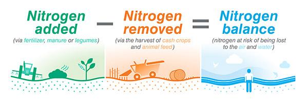 Nitrogen balance equation infographic